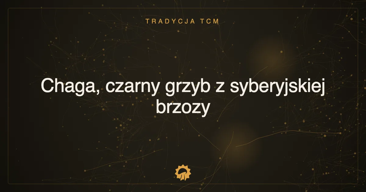 Chaga, czarny grzyb z syberyjskiej brzozy